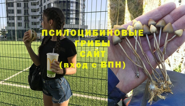 прущие грибы Аркадак